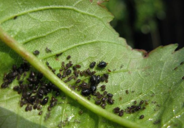  Pucerons sur les feuilles de prunier