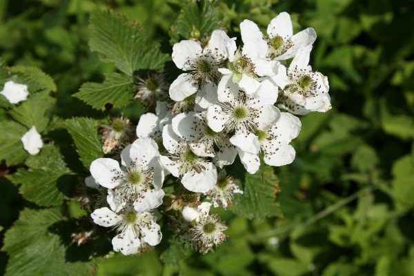  Fleurs de mûre Ruben