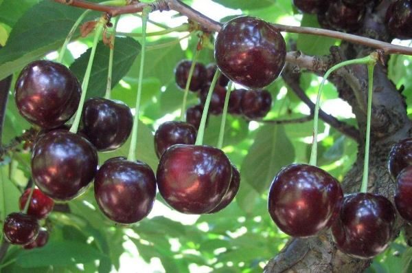  Fruits cerises Vladimirskaya