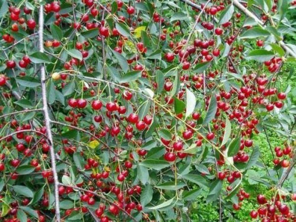  Variétés de cerises Turgenevka