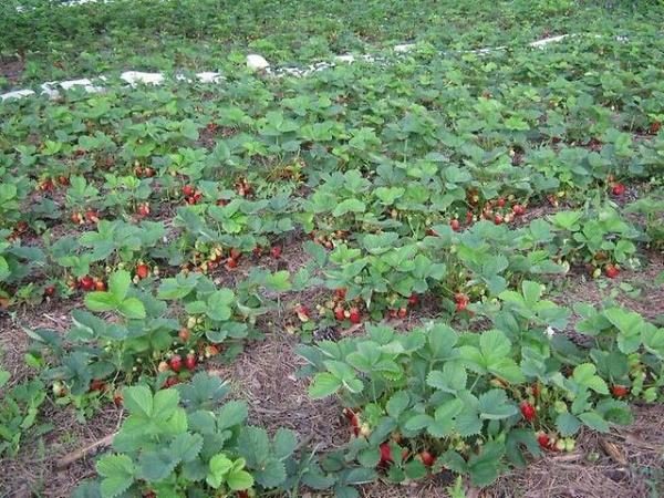  Beete mit Gartenerdbeeren gepflanzt