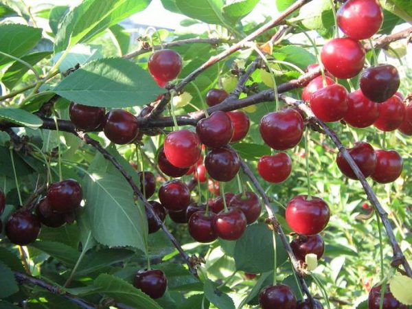  Fruits Cerise Généreux