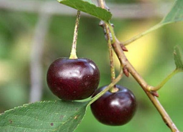  Baies mûres de la cerise rubis de l'Oural