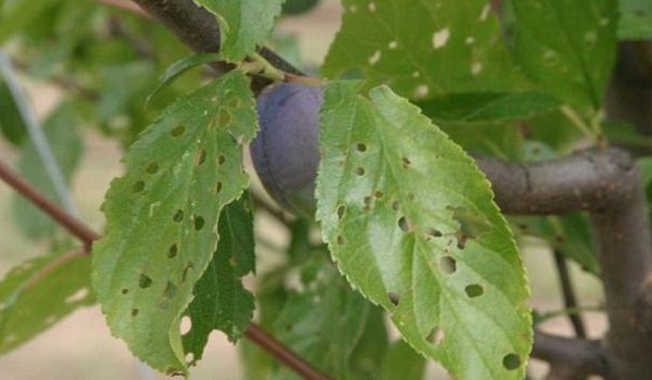  Tache trouée sur prune