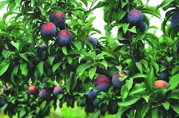  L'avantage de la variété de prune chinoise est sa résistance incroyable au gel