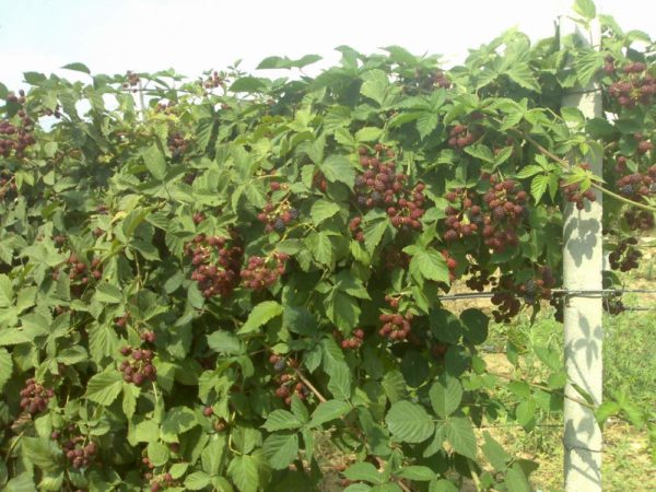  Blackberry Bushes sans déchirure