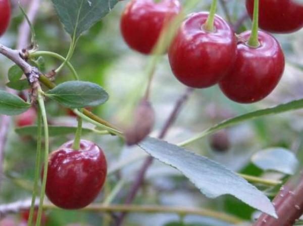  Variété Cherry Mtsenskaya