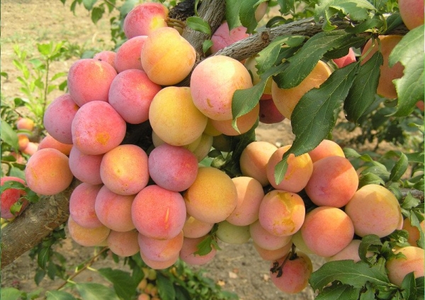  Variétés de prunes Golden Ball à haut rendement, fruits à la saveur originale de pêche et d'ananas