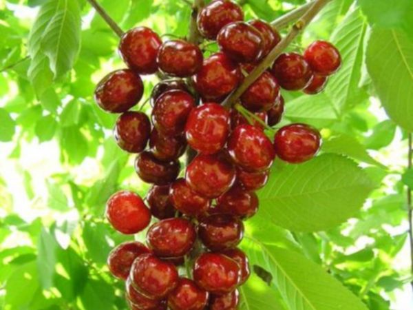  Colony Cherry