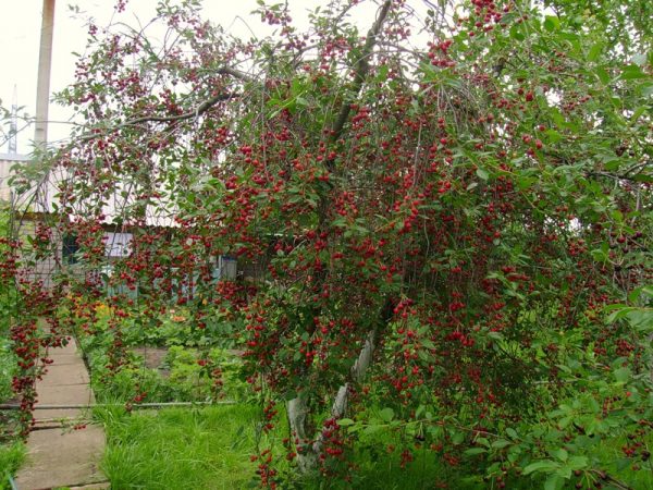  Cerises baies généreuses, prêtes à être récoltées