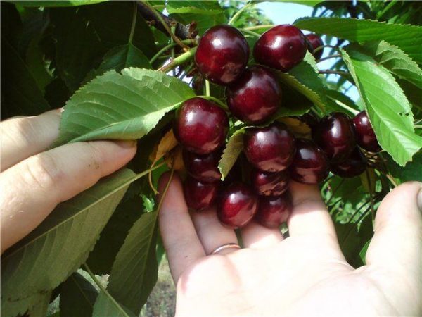  Fruits de cerise mûre