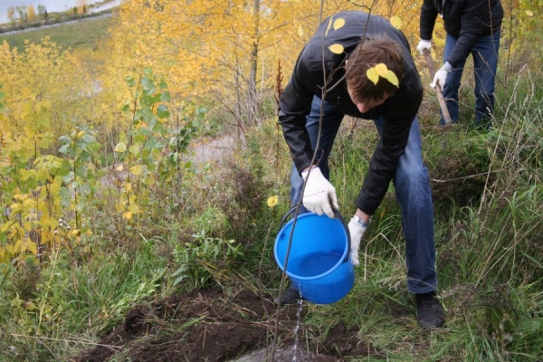  La plantation d'automne a des avantages incontestables par rapport au printemps