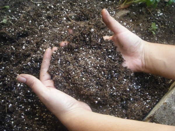  La variété de prune chinoise a besoin d'être fertilisée avec des engrais azotés 3 fois par saison