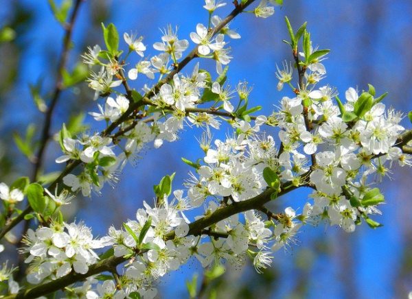  Prune sauvage en fleur