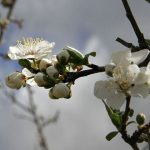  À partir des fleurs de prunier, vous pouvez préparer un bouillon ou une infusion curative.