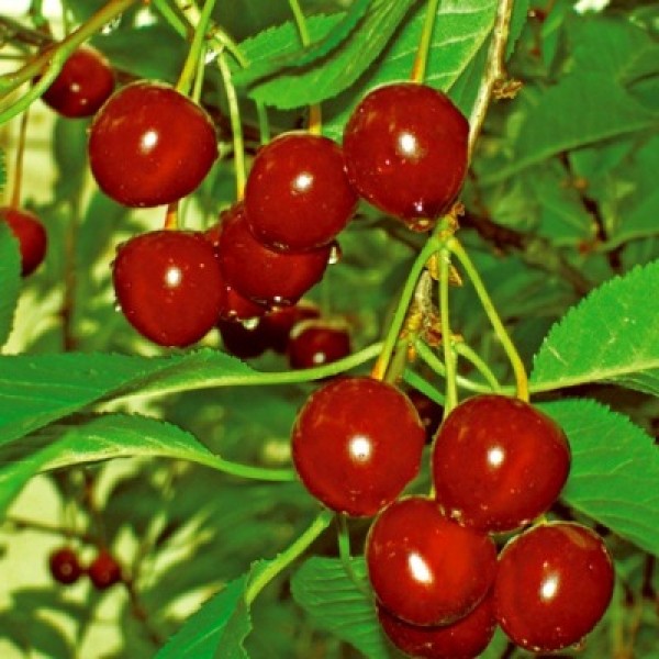  Variété cerise rose