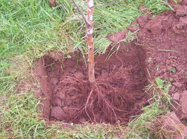  Planter correctement les cerises Jeunesse