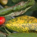  Coccomycose aux fruits des cerises