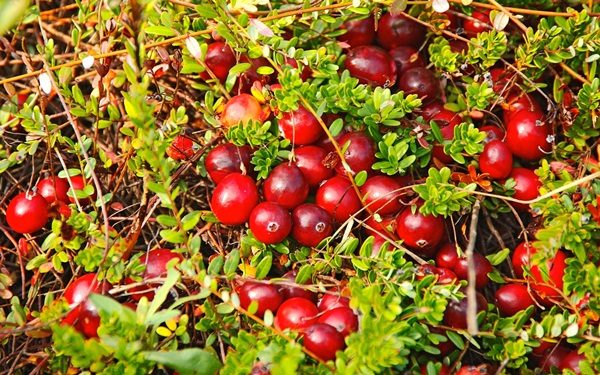  Arbusto de arándanos con frutas