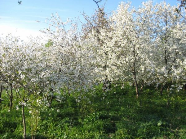  Floraison de Cerisier Généreux