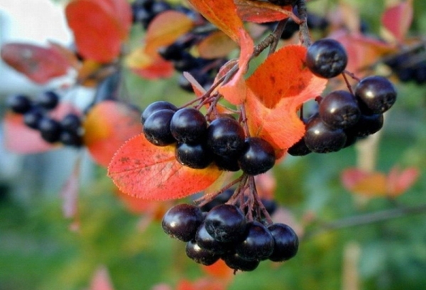  Bestimmungen und Regeln für die Sammlung schwarzer und roter Ebereschen für Ernte und Lagerung