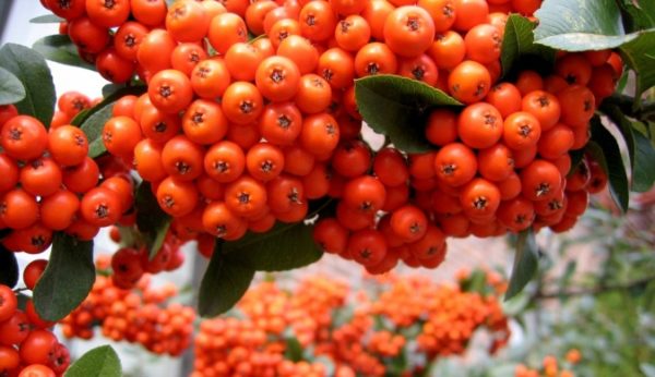  Rote Ebereschenbeeren auf einem Busch