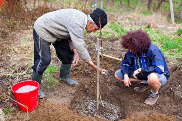  Une fertilisation supplémentaire est nécessaire pour les plants de cerisier rubis de l'Oural.