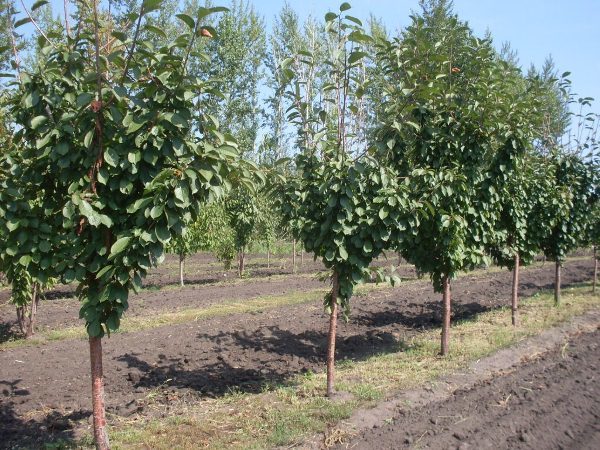  Lors de la plantation des cerises Duke, vous devez garder une distance entre les arbres.