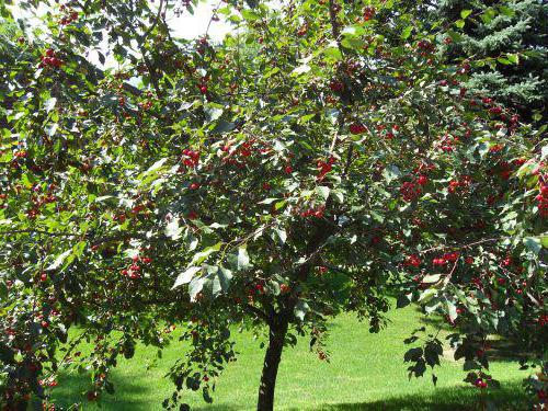  Iput tree avec baies mûres de cerise