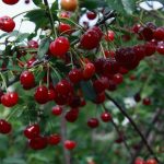  Steppe Ashinsky Cherry