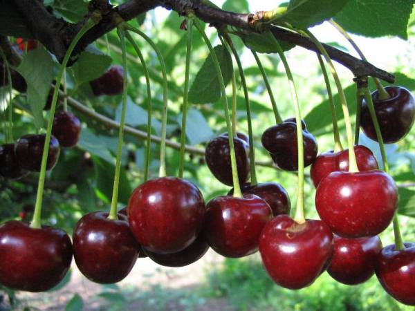  Variété cerise jeunesse