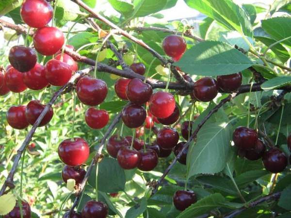  Variété de cerise Apukhtinskaya