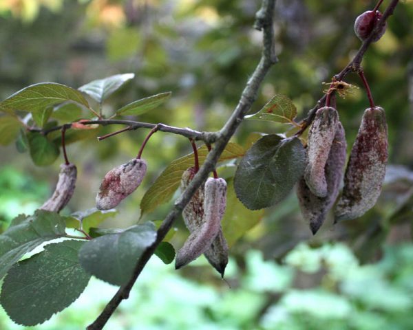  Poches de prune