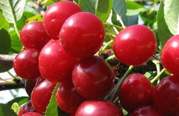  Réunion de variétés de cerises