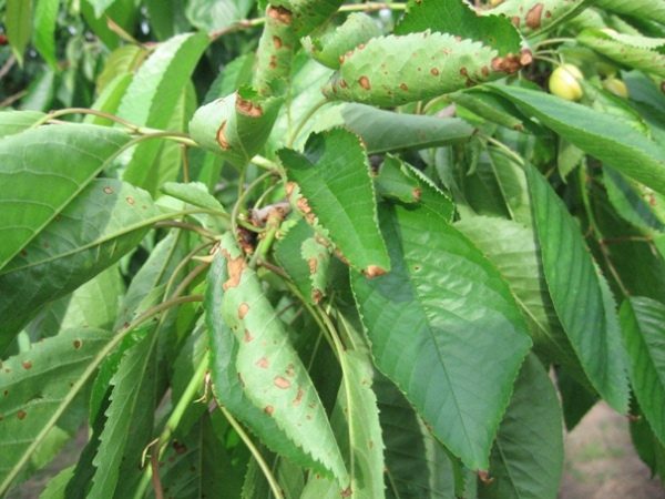  Si des parasites apparaissent sur l’arbre, celui-ci doit être traité.