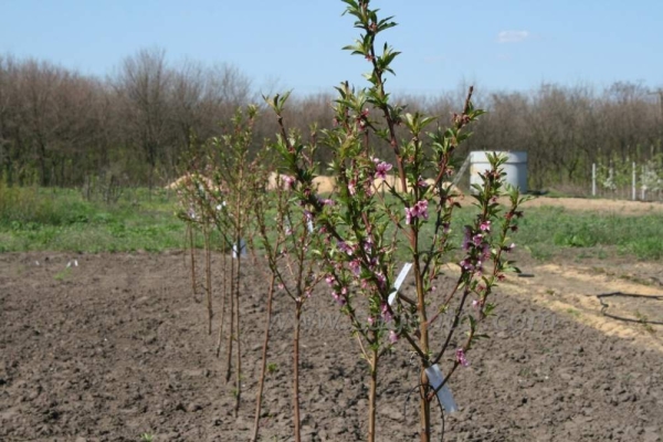  Le semis de prunes est descendu dans le trou de sorte que le collet de la racine s’élève au-dessus du sol à une distance de 5 à 7 centimètres.