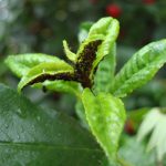  Pucerons sur les feuilles de prunier