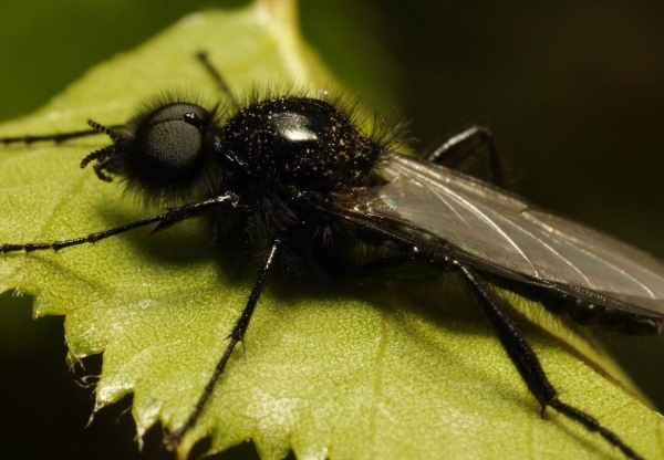  Las principales plagas de la ciruela son la mosca de sierra, la cola plateada y la polilla.