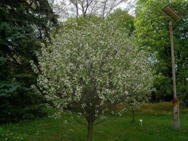  Arbre Steppe Cerisier