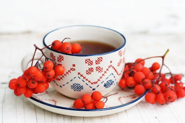  Desde el serbal rojo se puede hacer una decocción y té, puré de papas y tintura, polvo y jugo.