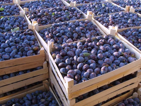  El mejor recipiente para almacenar ciruelas son cajas de madera o bandejas de plástico forradas con papel.