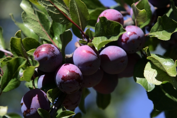  Para preservar la cosecha de ciruelas por más tiempo, debe cumplir con las reglas de cosecha.