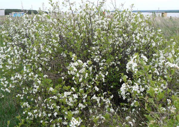  Fleurs de cerisier des steppes