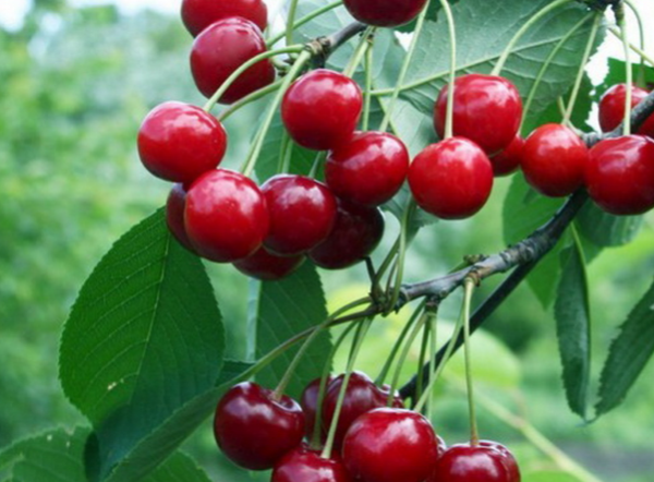  Fruits d'un grade de cerise jeunesse