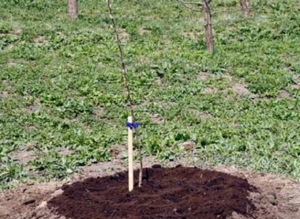  Après avoir planté un paillis de cerises