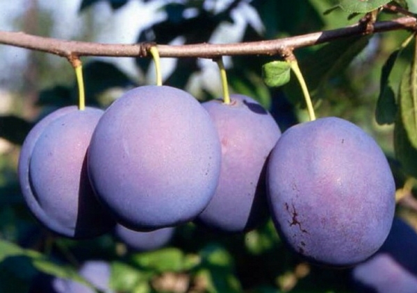  Pour le séchage sur les pruneaux, les bonnes variétés seront Blue Bird, Renklod Karbysheva, Raisin-Eric.