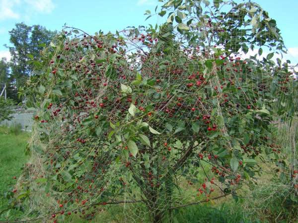  Lyubskaya variété cerise