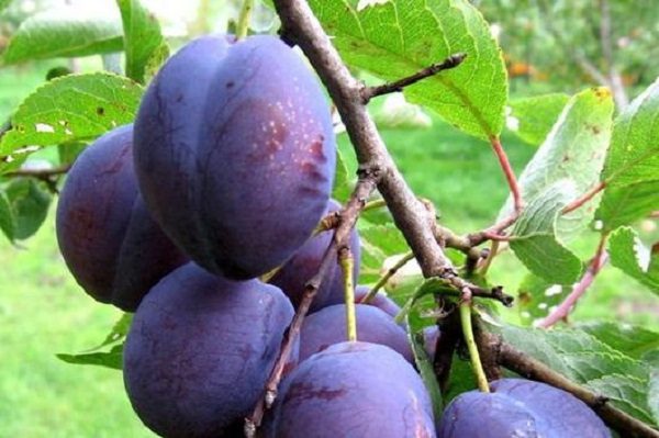  Prune hongrois italien