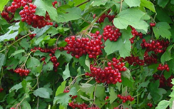  Bayas rojas del viburnum