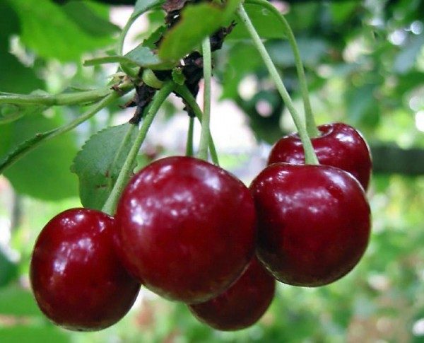  Variété cerise bébé